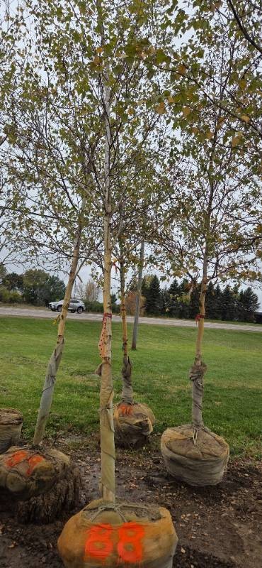 River Birch - Clump Form - 16 Tall