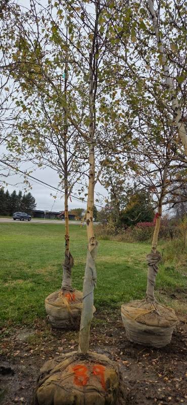 River Birch - Clump Form - 16 Tall