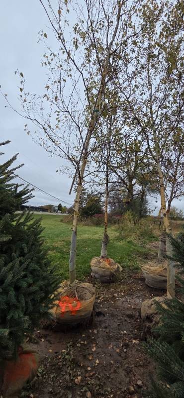 River Birch - Clump Form - 16 Tall