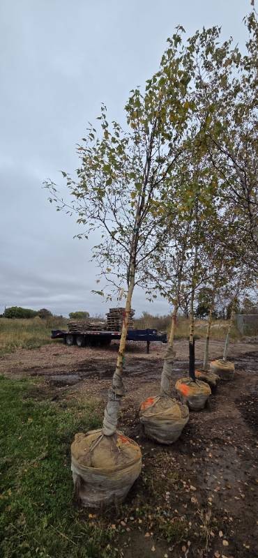 River Birch - Clump Form - 16 Tall