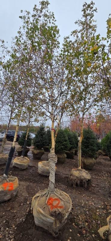 River Birch - Clump Form - 16 Tall