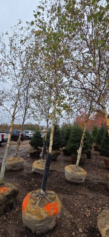 River Birch - Clump Form - 16 Tall