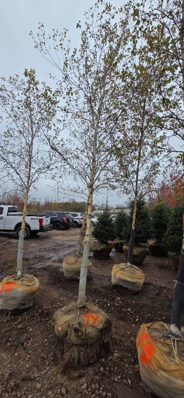 River Birch - Clump Form - 16 Tall