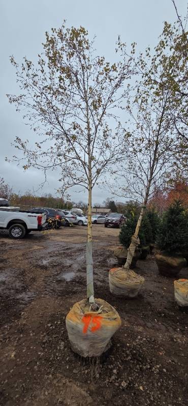 River Birch - Clump Form - 16 Tall