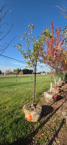 Snowdrift Crabapple - 2 Caliper