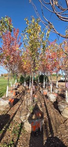 Snowdrift Crabapple - 2 Caliper