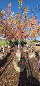 Snowdrift Crabapple - 2 Caliper