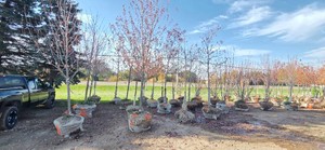 Ball and Burlap Trees