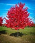 Autumn Blaze Maple - 3.5" Caliper