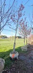 Autumn Blaze Maple - 3.5" Caliper