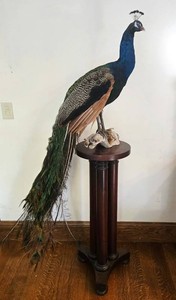 Peacock Taxidermy Display on Wood Pedestal 70in H X 32in W