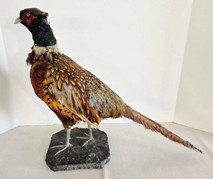 Mounted Male Ring-Necked Pheasant Taxidermy Display