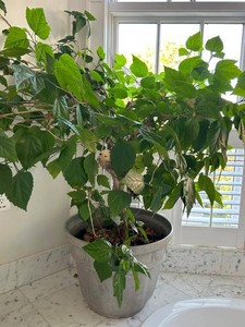 Large Potted Indoor Foliage Plant With Decorative Planter