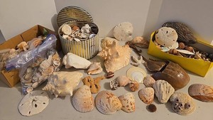 Mixed Lot Seashells, Sand Dollars, Starfish &amp Marine Specimens