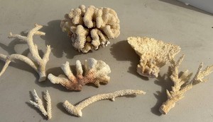 Natural Coral Specimen Mixed Lot (Lot of 7) - Largest 8 in