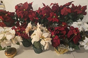Poinsettia Plant Group - 3 Burgundy 24in &amp 5 Mixed 15-16in (Lot of 8)