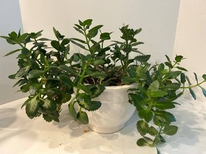 Live Kalanchoe Succulent Plant in White Planter - 22 W