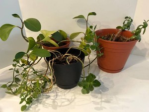Mixed Lot of 3 Live Potted Houseplants - 18 Inches Tall