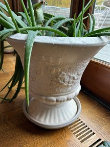 Live Aloe Plant Group in Ornate Pedestal Planter - 27 Wide
