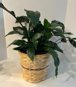 Live Peace Lily Plant in Woven Basket - 27 in W X 21 in H