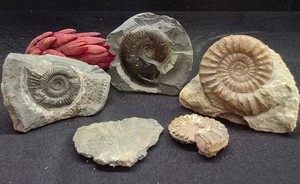 4 AMMONITE FOSSILS