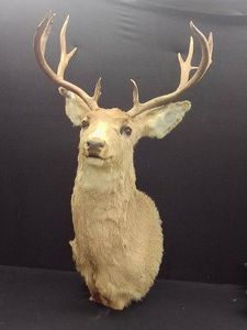 11 POINT DEER MOUNT