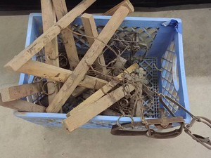 OVERSIZED MILK CRATE FULL OF LEG-HOLDSPRING TRAPS