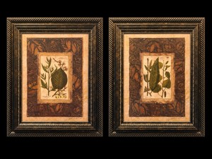 Framed Botanical Study Art Prints - Pair