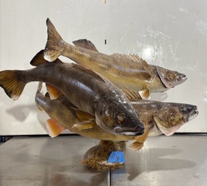Masterpiece Triple Walleye Taxidermy Mount Display