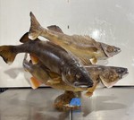 Masterpiece Triple Walleye Taxidermy Mount Display