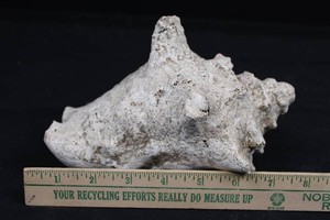 Large Spiny Marine Gastropod Shell