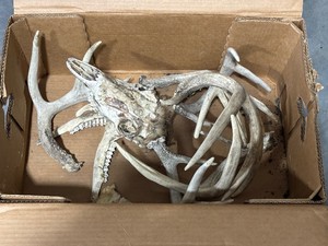 Whitetail Deer Antlers