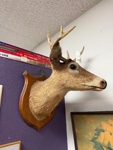 Genuine Whitetail Deer Buck Mount