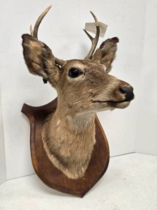 Genuine White Tail Deer Taxidermy Wall Mount