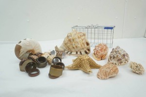 group of sea shells and sea shell decor