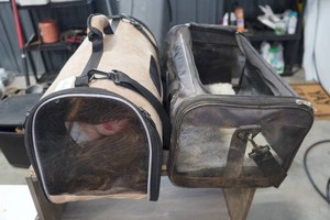 2 19 Soft Sided Pet Carriers
