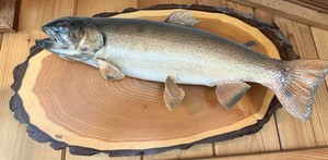 Taxidermy Fish Wall Mount on Natural-Edge Wood Slab