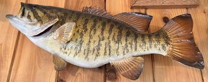 Taxidermy Smallmouth Bass Fish Wall Mount Display