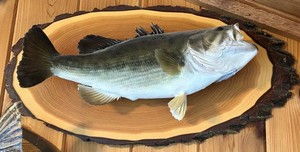 Taxidermy Bass Fish Mount on Natural-Edge Wood Plaque