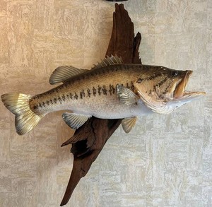 Taxidermy Largemouth Bass Driftwood Wall Mount