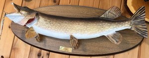 Vintage Walleye Taxidermy Mount 12 Lbs Sand Lake 1995