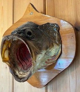 Taxidermy Fish Wall Mount on Wooden Plaque