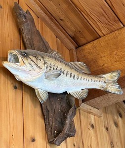 Bass Wall Sculpture on Natural Wood Plaque