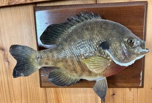 Mounted Bluegill Fish Wall Plaque With Wood Backing