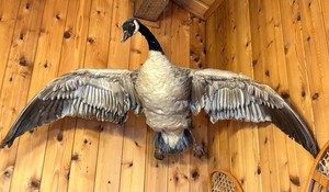 Canadian Goose Full-Wing Taxidermy Mount
