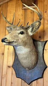 Antlered Deer Taxidermy Shoulder Mount With Wood Plaque