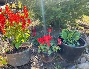 Mixed Potted Flowering & Foliage Plants (Lot of 3)