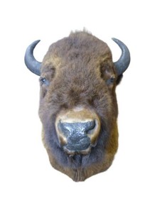 North American Buffalo Head Trophy Mount