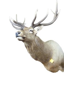 Trophy Elk Bust