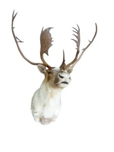 Trophy Caribou Bust